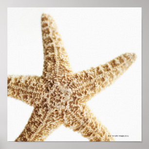 Póster Pescados de la estrella