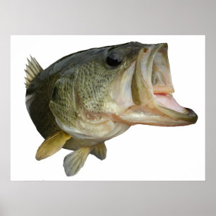 Póster Pescados de la perca americana