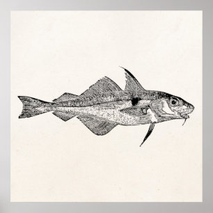 Póster Pescados de los abadejos del vintage - plantilla