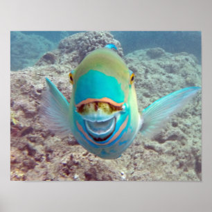 Póster Pescados del loro de la bahía de Hanauma
