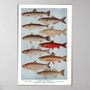 Póster Pescados del vintage