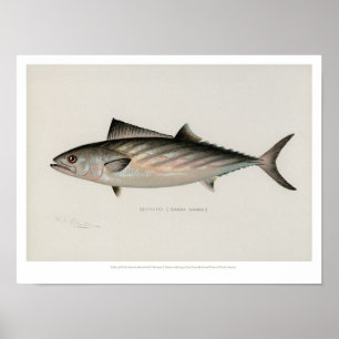 Póster Pescados del vintage - bonito