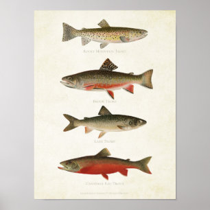 Póster Pescados del vintage - truchas