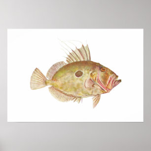 Póster Pescados - Dory de Juan - Zeus Faber