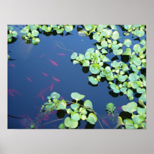 Póster pescados en agua