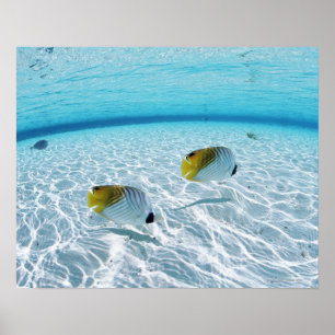 Póster Pescados en el mar
