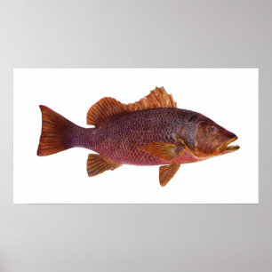 Póster Pescados - perca de mar púrpura - superbus del