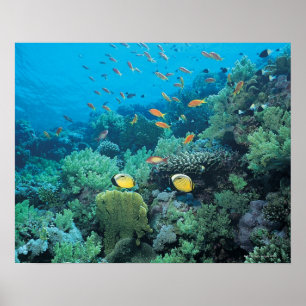 Póster Pescados tropicales que nadan sobre el filón