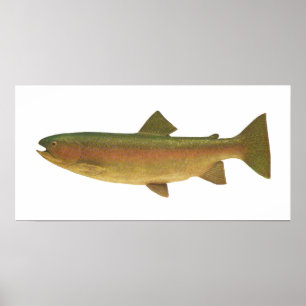 Póster Pescados - trucha arco iris - gairdnerii del Salmo