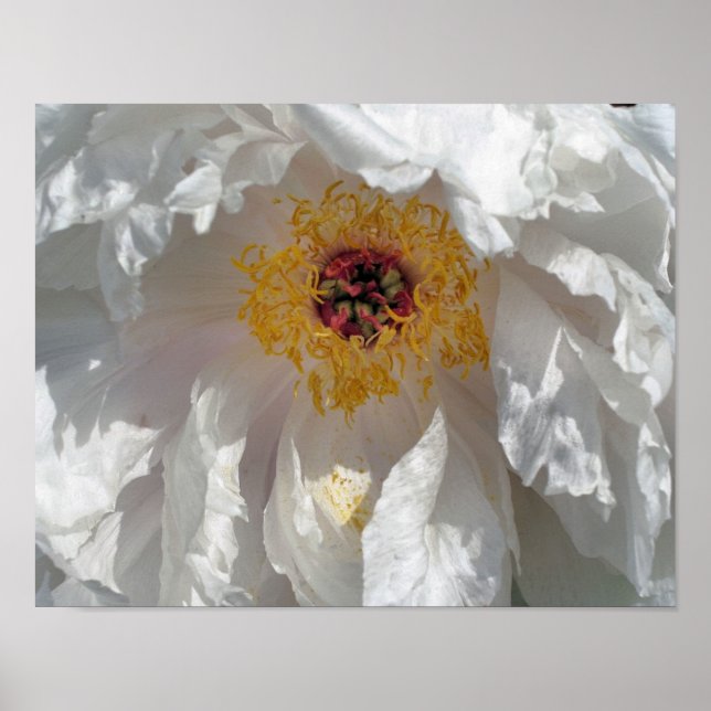 Póster Pescados Y Centro De Flores De Peones Blancos (Frente)