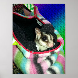 Póster Peta de azúcar con sombrero pequeña