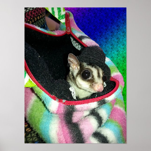 Póster Peta de azúcar con sombrero pequeña (Frente)