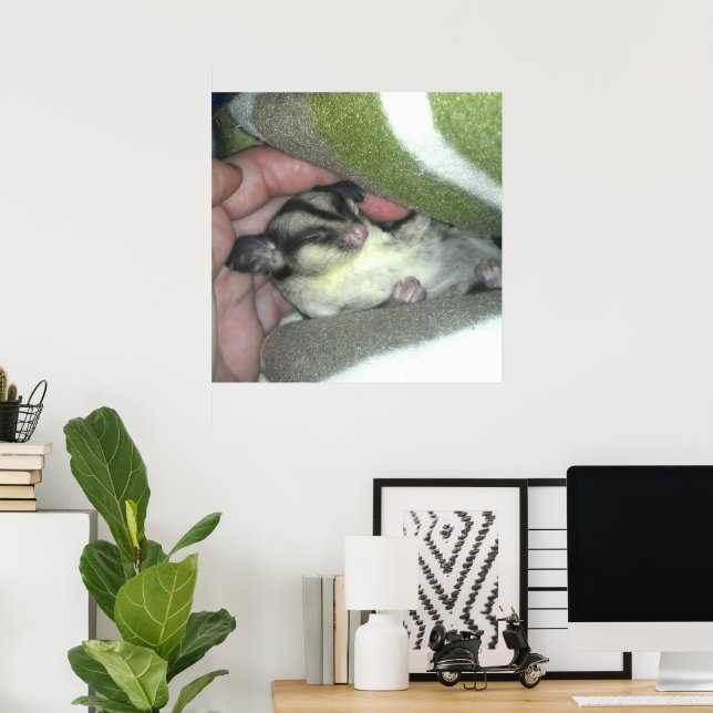 Póster Peta de azúcar durmiendo en una manta (Oficina en casa)