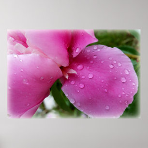 Póster petal perdida en la lluvia