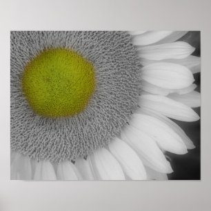 Póster Petales de girasol Color parcial