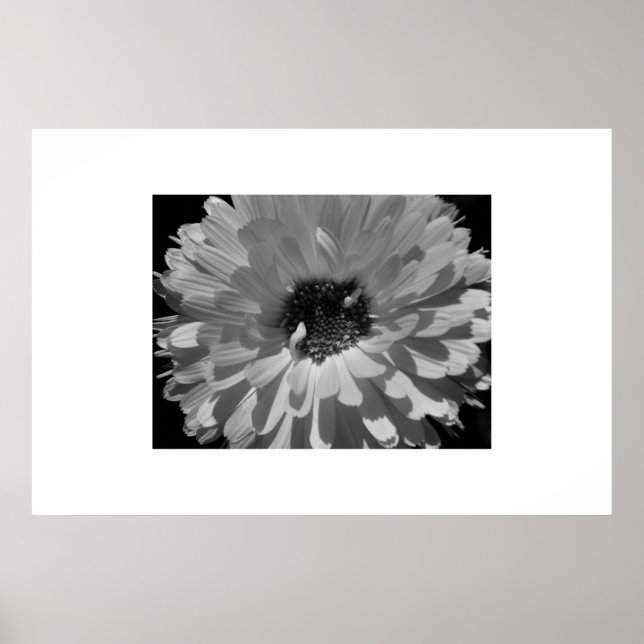Póster Petales en blanco y negro (Frente)