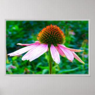 Póster Petales rosados