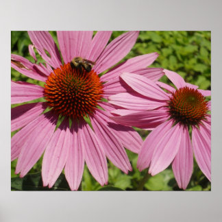 Póster Petales rosados de bonito