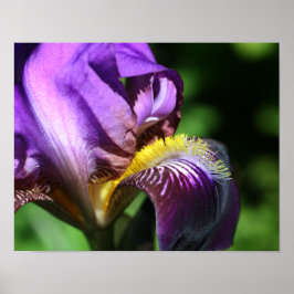 Póster Petalo de flor de iris con barba morada