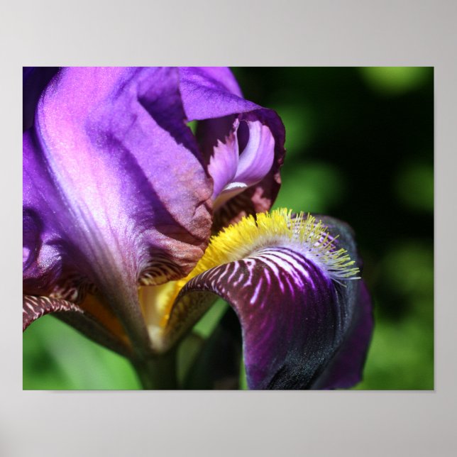Póster Petalo de flor de iris con barba morada (Frente)