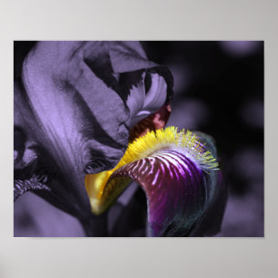 Póster Petalo de flor de iris con barba morada