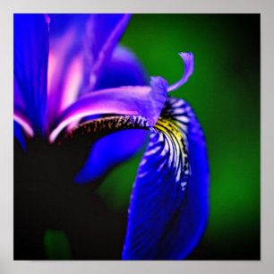 Póster Pétalo de flor de lirio de bandera azul de cerca