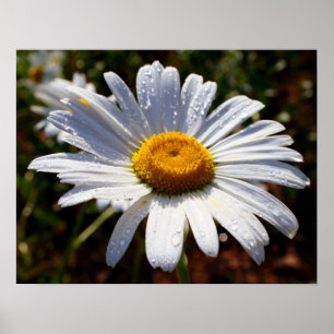 Póster Pétalos De Blanco