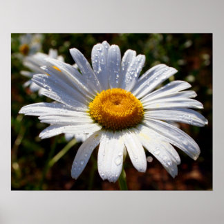 Póster Pétalos De Blanco