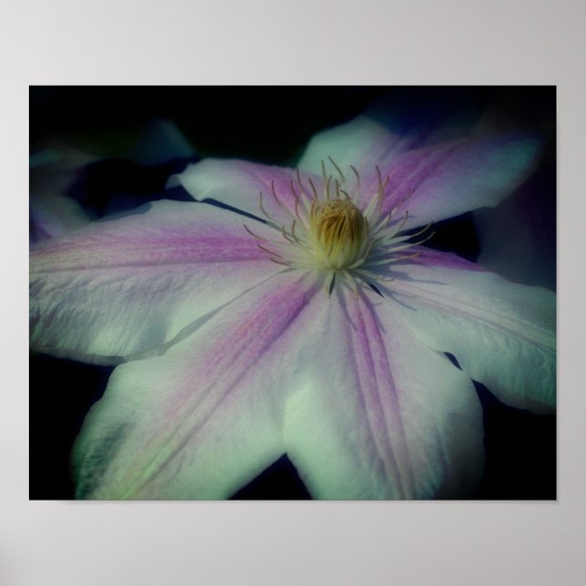 Póster Pétalos de flor clematis arriba cerca (Frente)