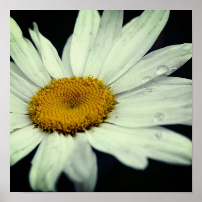 Póster Pétalos De Flor De Daisy Con Lluvias (Frente)
