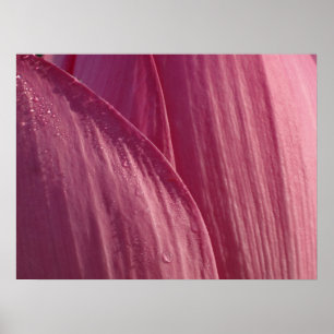 Póster Pétalos de Flor de Loto Rosa Floral