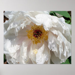 Póster Pétalos De Flor De Peón Blanco Con Polen