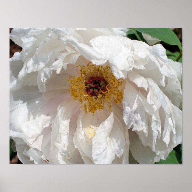 Póster Pétalos De Flor De Peón Blanco Con Polen (Frente)