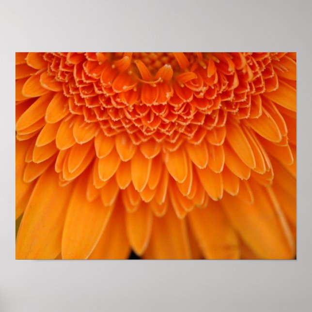 Póster Pétalos de flores (Frente)