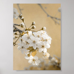 Póster Pétalos de flores de cerezo prometidas primavera