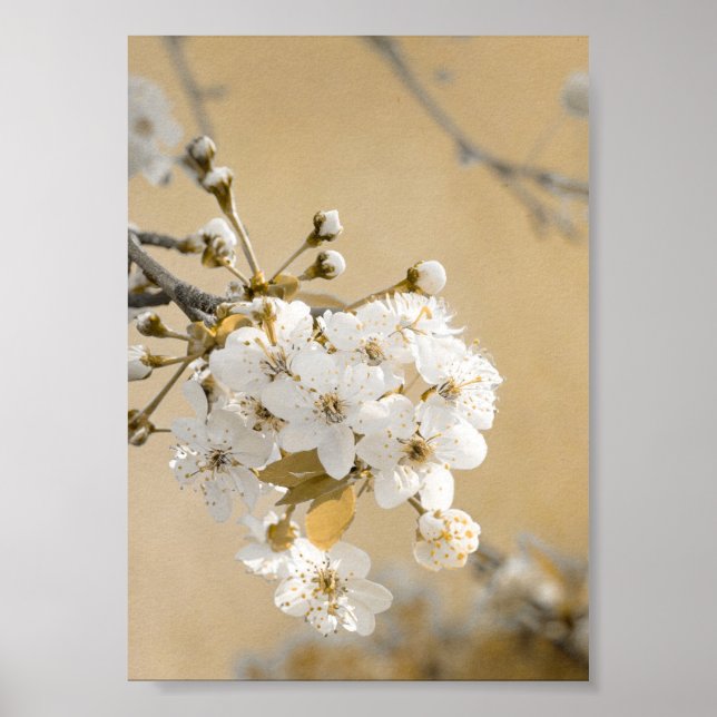 Póster Pétalos de flores de cerezo prometidas primavera (Frente)