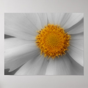 Póster Pétalos de flores de margarita color parcial