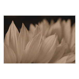 Póster Pétalos de girasol en tono de sepia