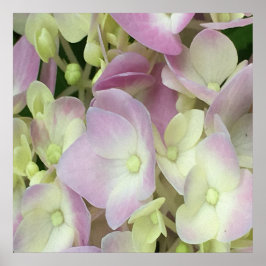 Póster Pétalos de hidrangea rosados y blancos antiguos y