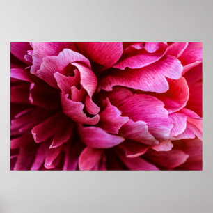 Póster Pétalos de Peonía Rosa