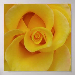 Póster Pétalos de rosa amarilla romántica