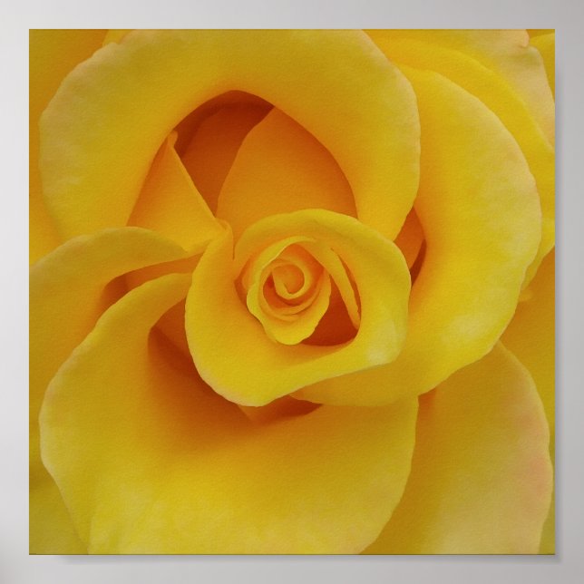 Póster Pétalos de rosa amarilla romántica (Frente)