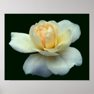 Póster Pétalos De Rosa Amarillos Pálidos Con Drogas De Pe