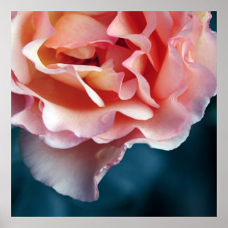 Póster Pétalos de rosa rosa delicados macro abstracto