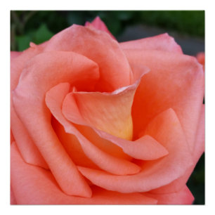 Póster pétalos de rosa rosa rosa rosado