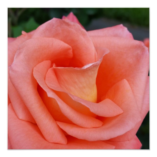 Póster pétalos de rosa rosa rosa rosado (Anverso)