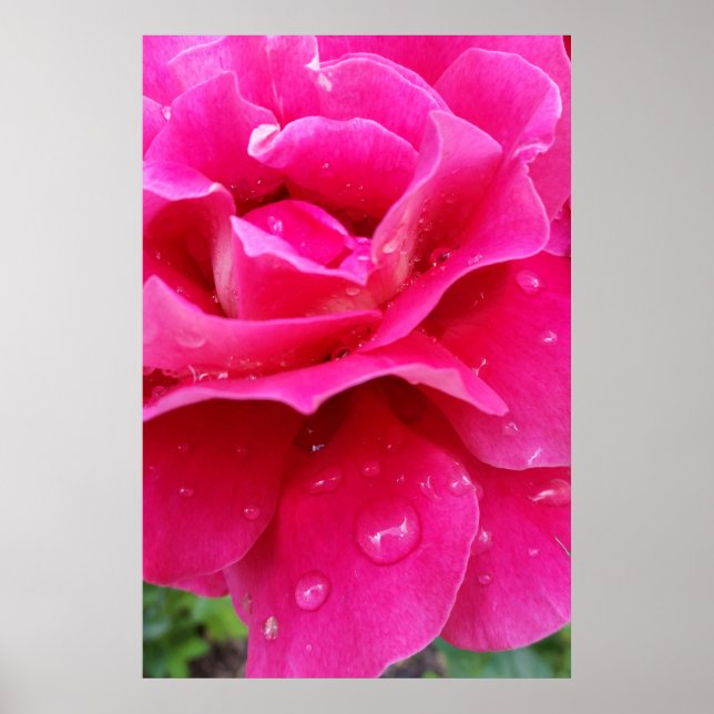 Póster pétalos de rosa rosa rosa rosado (Frente)