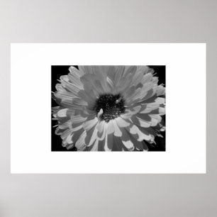 Póster Pétalos en blanco y negro