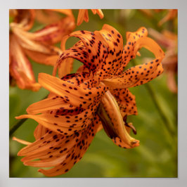 Póster Pétalos en Flor