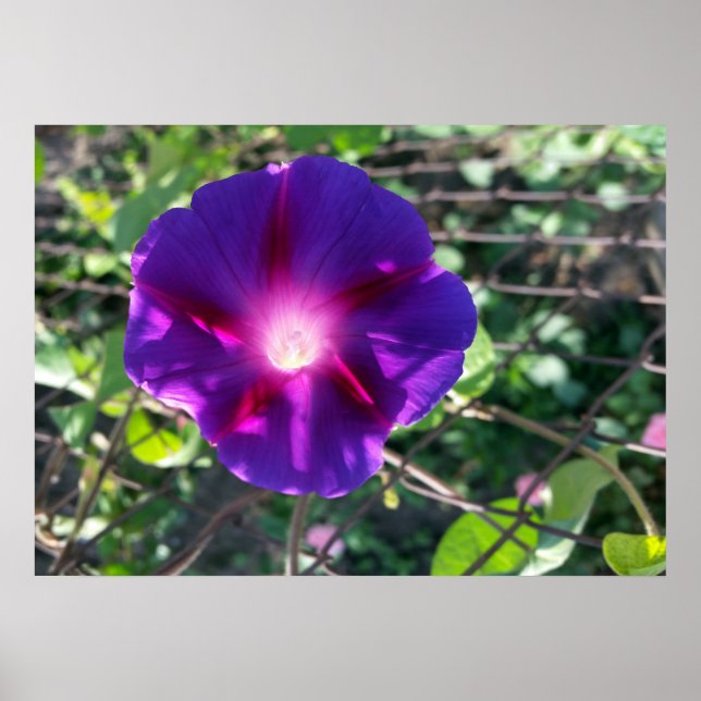 Póster pétalos puros (Frente)